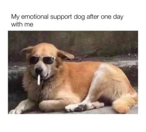Stupid Bar Memes ajPv6Lxssb