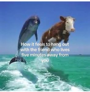Stupid Bar Memes amoywDVssb