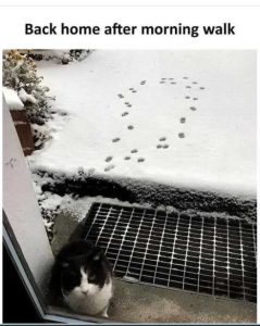 Stupid Bar Memes catsaftersmorning