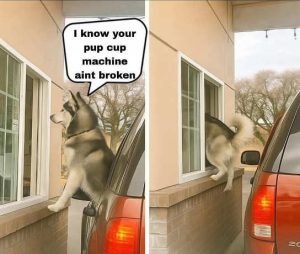 Stupid Bar Memes do cup mach