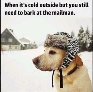 Stupid Bar Memes dogshatstillsneed