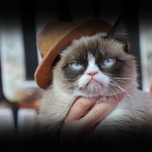 Stupid Bar Memes 28sGrumpysCat