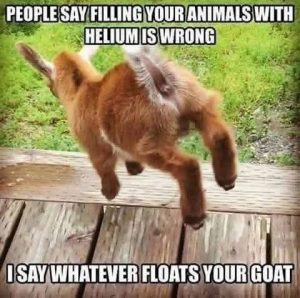 Stupid Bar Memes 3fd86b2d9b8
