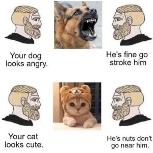 Stupid Bar Memes a050a2916 1