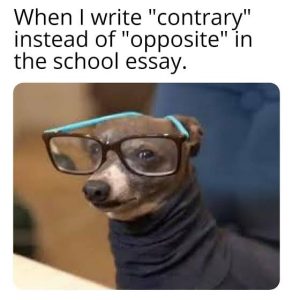 Stupid Bar Memes aO85Y9Essb