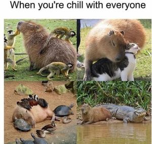 Stupid Bar Memes aW45x12ss