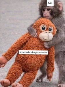 Stupid Bar Memes abAwB89ss