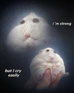 Stupid Bar Memes adBAw8Bssb