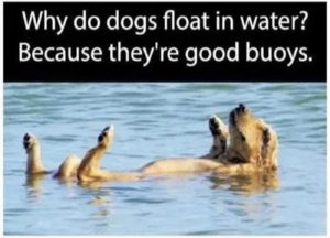 Stupid Bar Memes azxw86Zssb