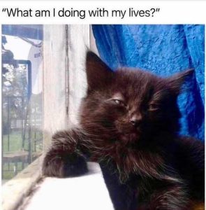 Stupid Bar Memes catsdoingswit