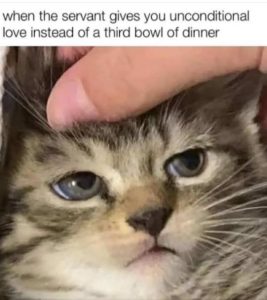 Stupid Bar Memes cesslovesinst