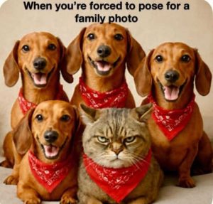 Stupid Bar Memes dogsfamilysphoto 1