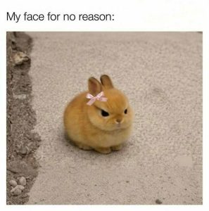 Stupid Bar Memes 556382ace