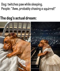 Stupid Bar Memes aNDbwYKs700b