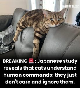 Stupid Bar Memes adBzO4ds700b