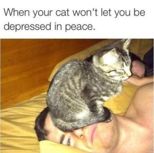 Stupid Bar Memes catpeace