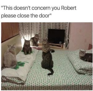 Stupid Bar Memes catssdoe