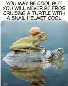 Stupid Bar Memes coolail
