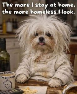 Stupid Bar Memes domeless