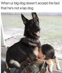 Stupid Bar Memes ima4250295