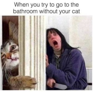 Stupid Bar Memes trystoutscat
