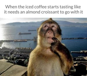 Stupid Bar Memes aD2v5OOss