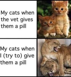 Stupid Bar Memes catmeslions