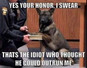 Stupid Bar Memes doguldsoutrunsme