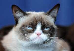 Stupid Bar Memes grumpyscat