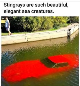 Stupid Bar Memes im57897340