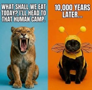 Stupid Bar Memes lioterscatsbeescostumeshalloween