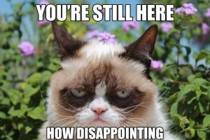 Stupid Bar Memes s401039