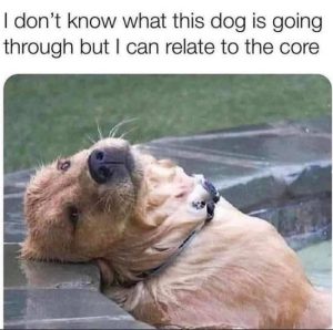 Stupid Bar Memes sg27852