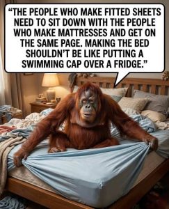 Stupid Bar Memes sheetsator