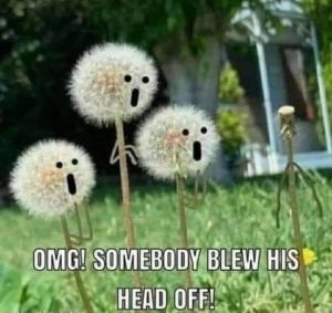 Stupid Bar Memes a34XgA8ss