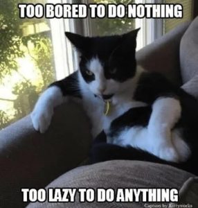 Stupid Bar Memes a5QOZDEss