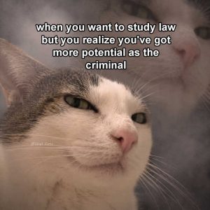 Stupid Bar Memes aMVMoeMss