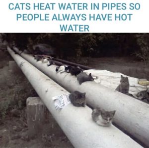 Stupid Bar Memes aW433E6ss