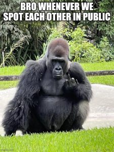 Stupid Bar Memes aYQ34R0ss