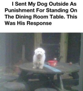 Stupid Bar Memes dshmentspicnic