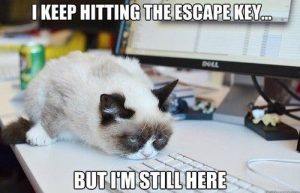 Stupid Bar Memes grumpysat