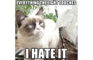 Stupid Bar Memes 38s495709