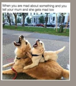 Stupid Bar Memes 931ab