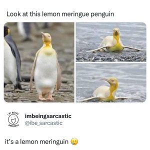 Stupid Bar Memes aqy0mpvss