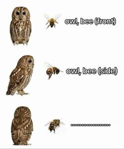 Stupid Bar Memes axy5D9bss