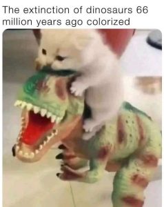 Stupid Bar Memes catsalorized