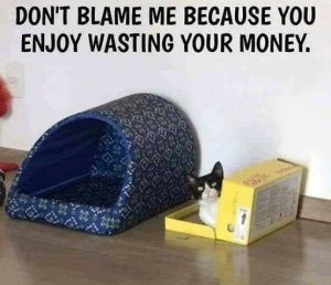 Stupid Bar Memes catsbomoney