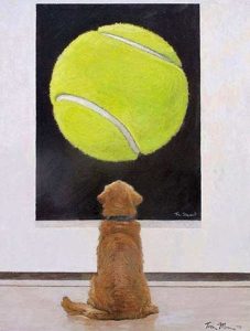 Stupid Bar Memes dogball