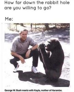 Stupid Bar Memes harambe