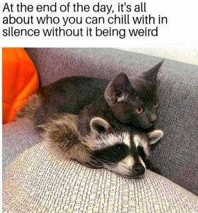Stupid Bar Memes messagccoon